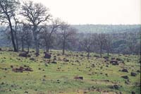 Non Interactive Image View of the Upland Area Near South Fork Battle Creek