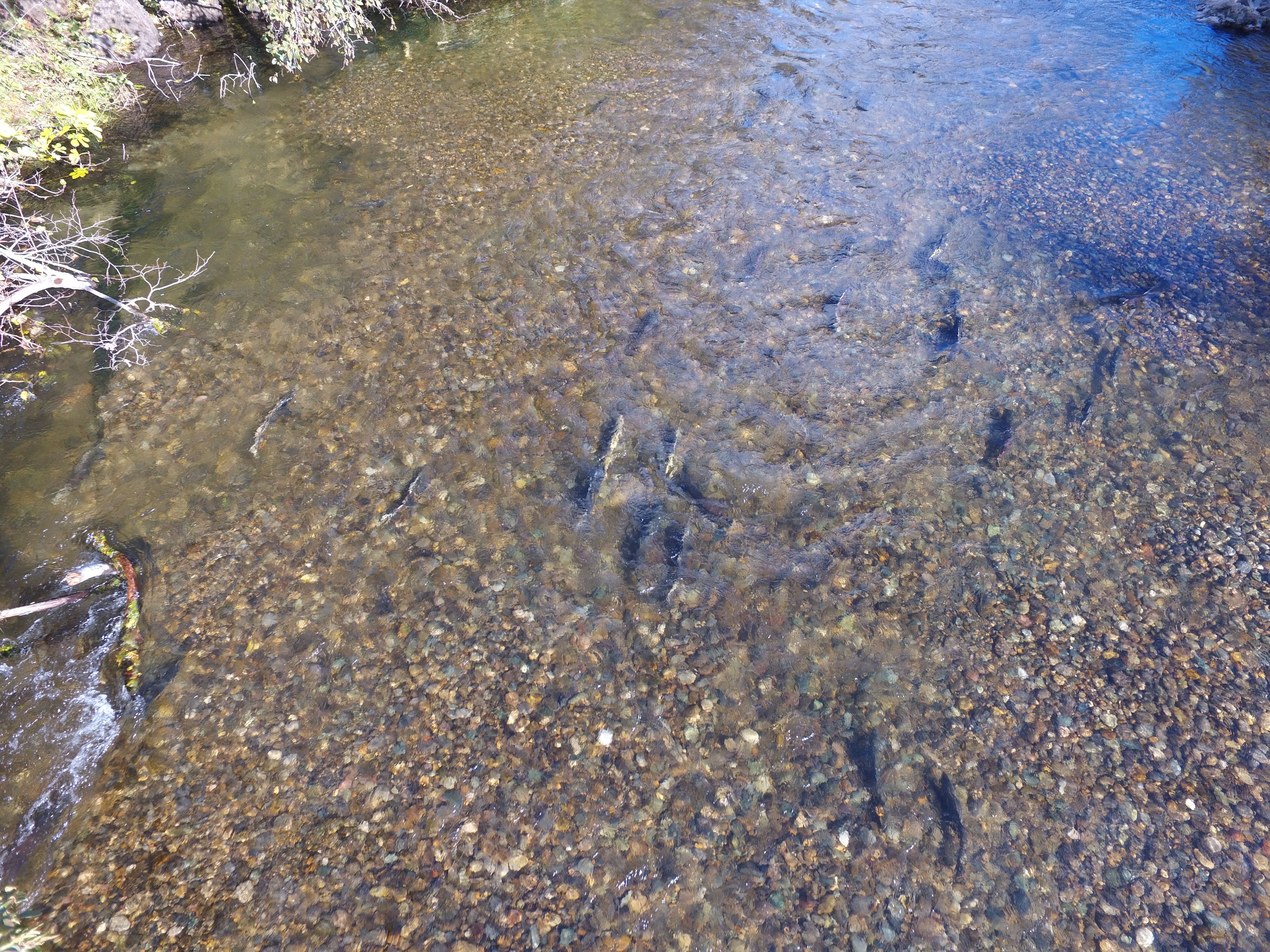 Photo of fish in river
