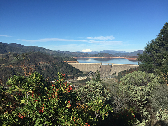 Toyon berries in the foreground share our view of Shasta Dam, Shasta Lake, and Mount Shasta