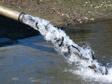 photograph of trout stocking; click for larger photo
