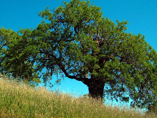 photograph of a Blue Oak Tree; click for larger photo