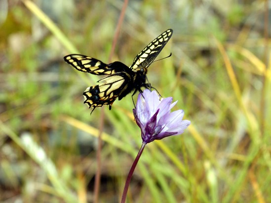 photograph of butterly; click for larger photo