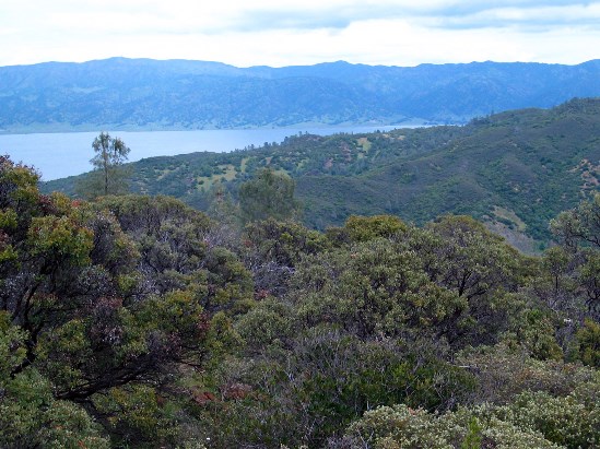 photograph of Chaparral habitat on the Lake; click for larger photo