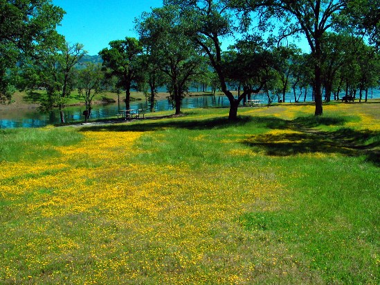 photograph of Gold Fields; click for larger photo