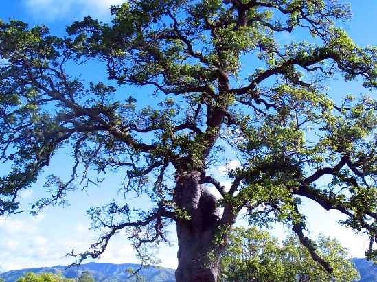 photograph of tree - oldest blue oak; click for larger photo