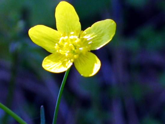 photograph of a a western buttercup; click for larger photo