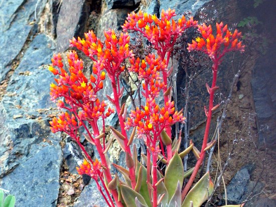 photograph of canyon_dudleya; click for larger photo