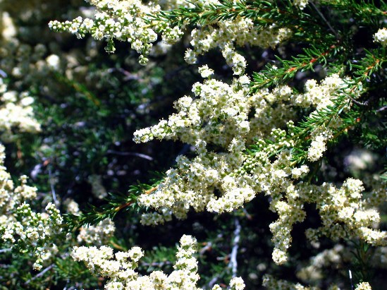 photograph of a chamise; click for larger photo