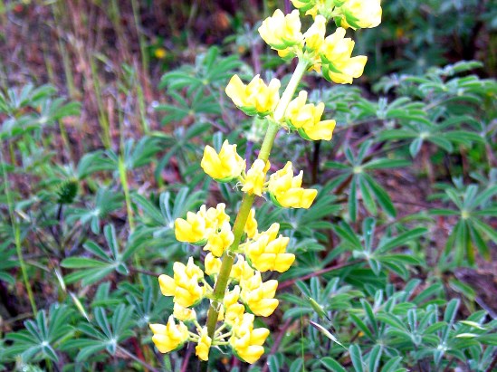 photograph of chick lupine; click for larger photo