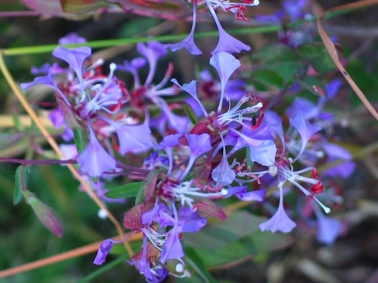 photograph of a elegant clarkia; click for larger photo