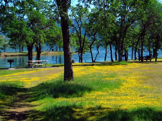 photograph of gold fields; click for larger photo