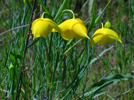 photograph of golden fairy lantern; click for larger photo