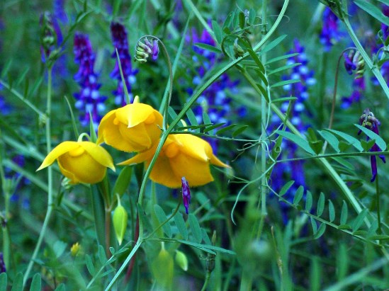 photograph of golden fairy lantern; click for larger photo