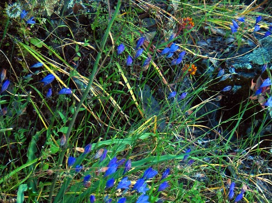 photograph of ithurial and dudleya; click for larger photo