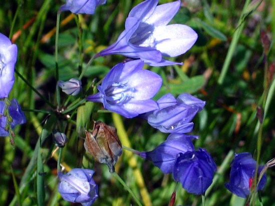 photograph of ithurial's spear; click for larger photo