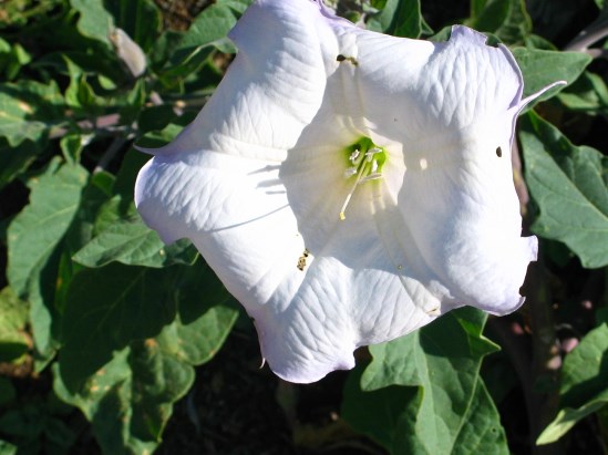 photograph of jimson weed; click for larger photo