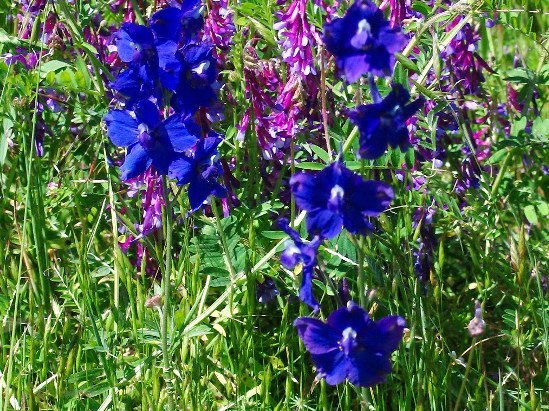 photograph of larkspur; click for larger photo