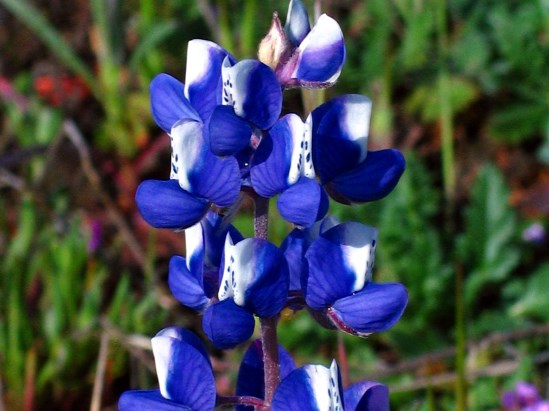 photograph of a miniature lupine; click for larger photo