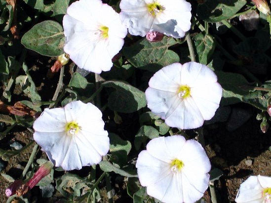 photograph of morning glory; click for larger photo