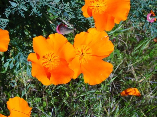 photograph of California poppies; click for larger photo