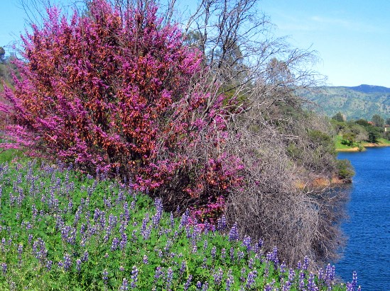 photograph of redbud; click for larger photo