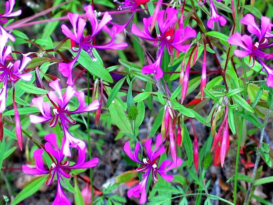 photograph of redribbons; click for larger photo