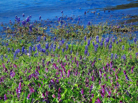 photograph of vetch; click for larger photo
