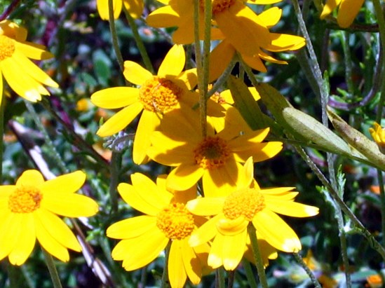 photograph of wooly sunflower; click for larger photo
