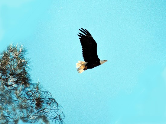 photograph of a flying bald eagle; click for larger photo