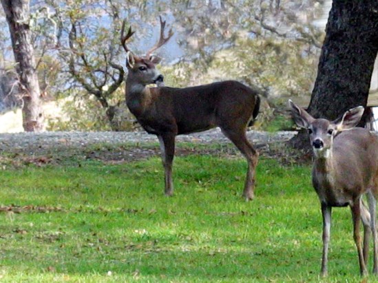 photograph of a Black-Tailed Buck; click for larger photo