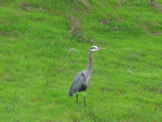 photograph of a great blue heron; click for larger photo