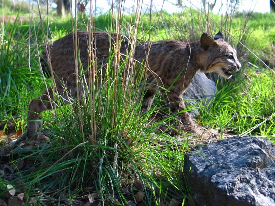 photograph of a bobcat; click for larger photo