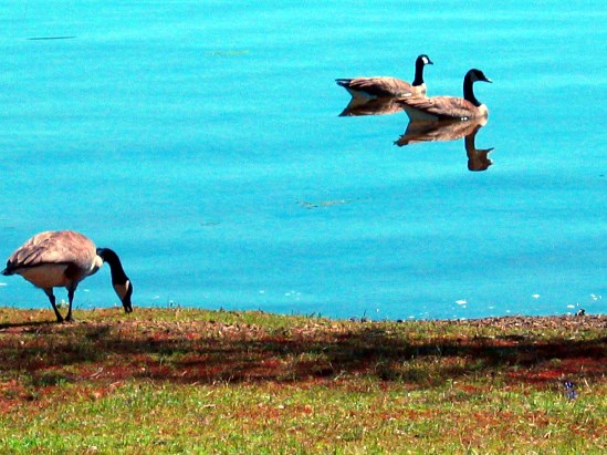 photograph of Canada geese; click for larger photo