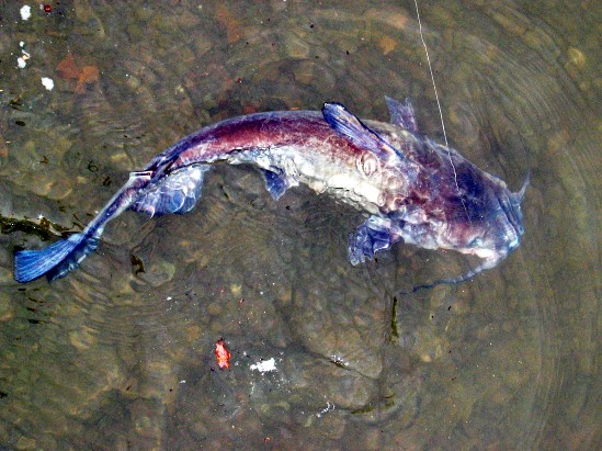 photograph of a catfish; click for larger photo