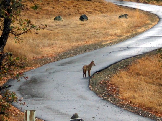 photograph of a coyote in oak shores; click for larger photo