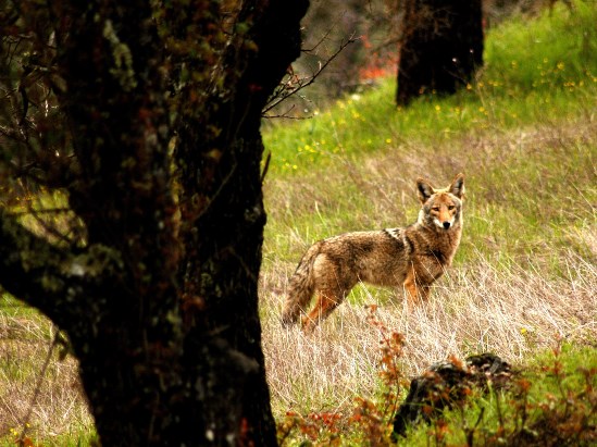 photograph of a coyote; click for larger photo