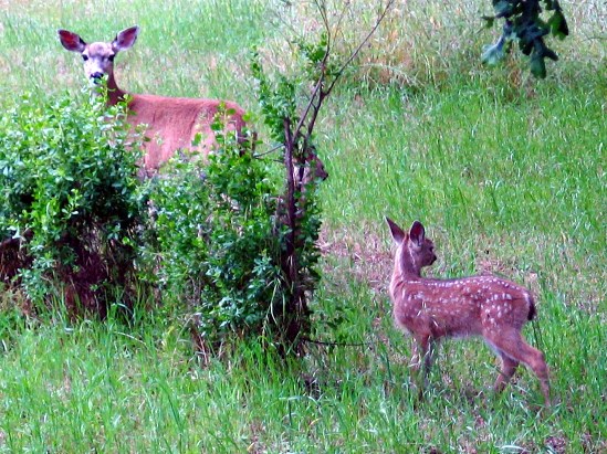photograph of a doe and fawn; click for larger photo
