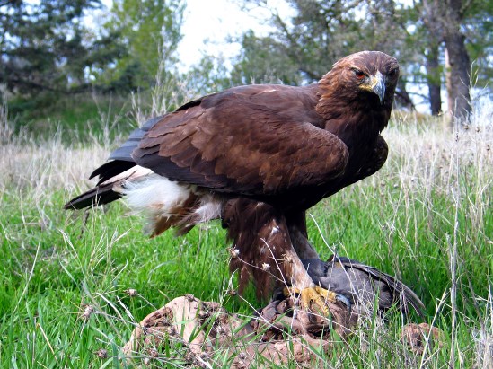 photograph of a golden eagle; click for larger photo