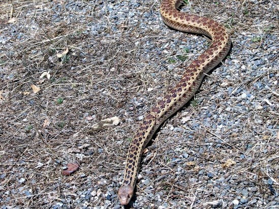 photograph of a gopher snake; click for larger photo