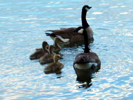 photograph of goslings on the lake; click for larger photo