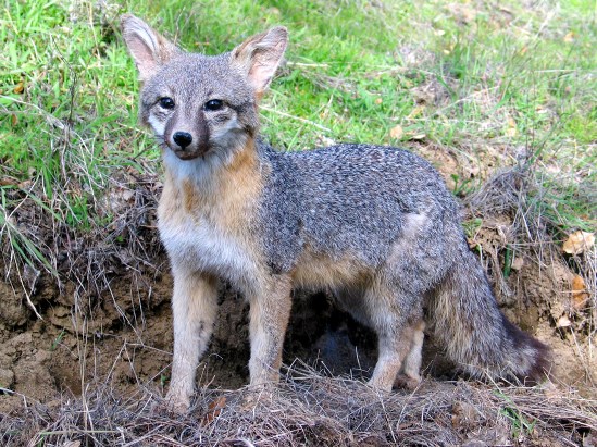 photograph of a gray fox; click for larger photo