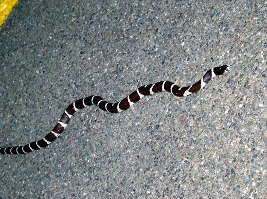 photograph of a king snake; click for larger photo