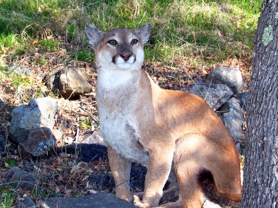 photograph of a mountain lion; click for larger photo