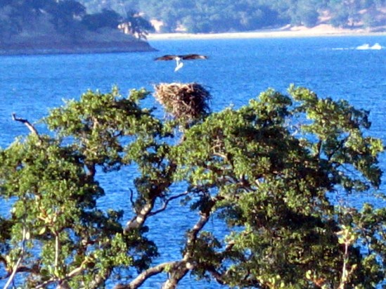 photograph of osprey nest; click for larger photo