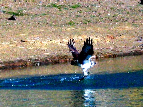 photograph of osprey trout; click for larger photo