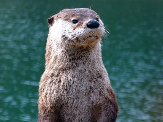 photograph of a river otter; click for larger photo