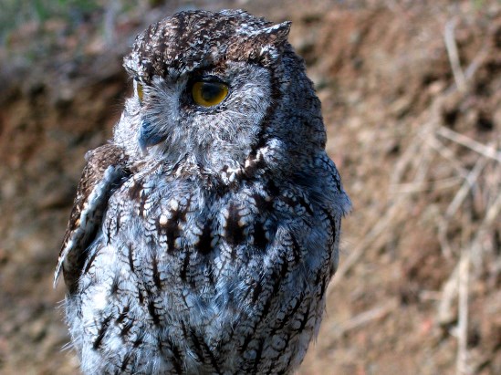 photograph of a screech owl; click for larger photo