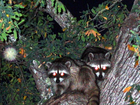 photograph of raccoons; click for larger photo