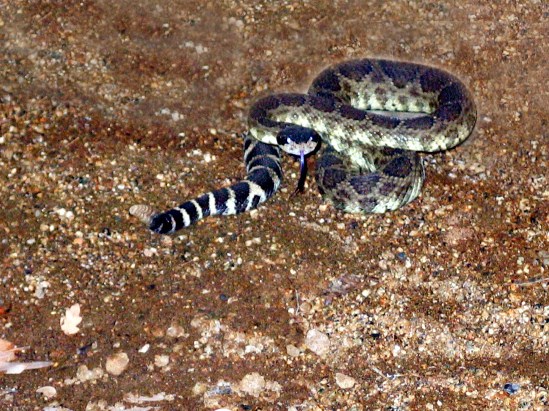 photograph of a rattelsnake; click for larger photo