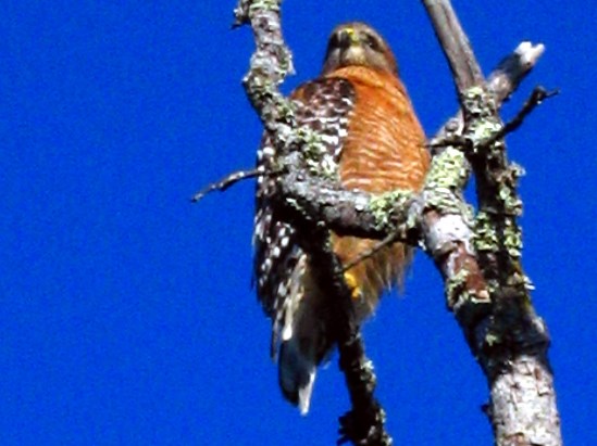 photograph of a red shouldered hawk; click for larger photo